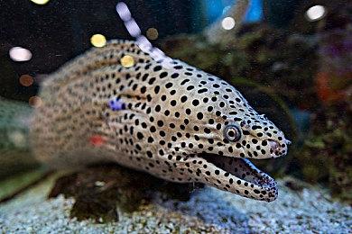 传闻：任天堂已经完成四款马里奥游戏 只待发售